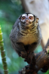 Night monkey, also known as owl monkeys or douroucoulis