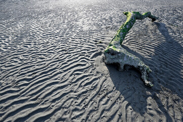 Driftwood on Rippled Sand, 砂の波紋の上に横たわる流木