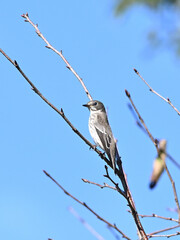 Small Bird Perched on Bare Branches, 青空と枯れ枝に佇む小鳥