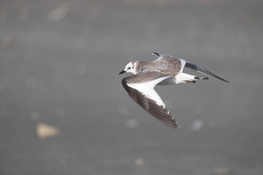 Sabine's gull (Xema sabin) juvnile in Japan