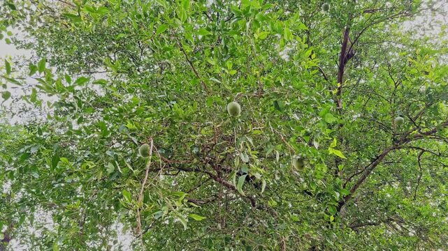 Tracking shot of Aegle marmelos with green bel fruits hanging on dense leafy branches, showcasing the natural growth of the sacred bael tree nature.!