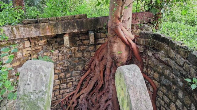 Tilt-down shot revealing a peepal tree rooted deep inside an old stone well, its thick tangled roots spreading across mossy walls in dramatic detail.