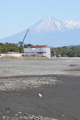 Fototapeta premium Sabine's gull (Xema sabin) juvnile in Japan