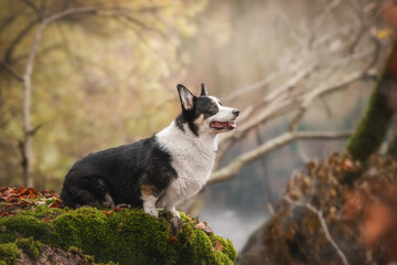 Cute long-haired Corgi exploring colorful fall forest