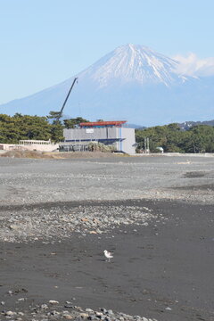 Sabine's gull (Xema sabin) juvnile in Japan