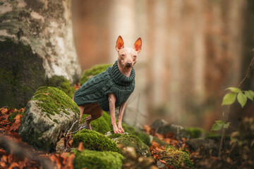 Beautiful Xoloitzcuintli enjoying autumn forest in cute sweater