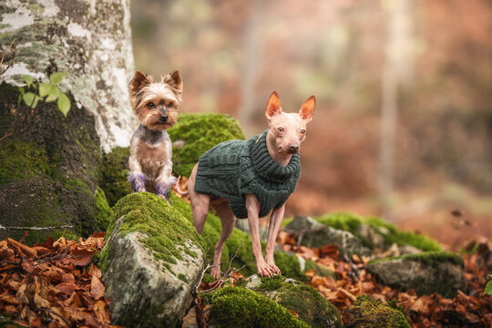 Yorkshire Terrier and Xolo enjoying peaceful fall scenery