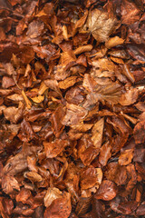 Natural fall foliage and moss surface detailed macro background