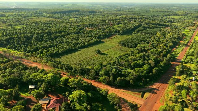 Drone descends over plots of corn and yerba mate bordered by thick native forest, with red dirt country roads, scattered farmhouses and a vast green rural landscape in Misiones, Argentina