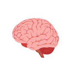 Human Brain Anatomy Side View