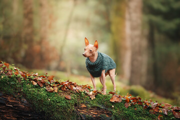 Stylish Xolo in warm knitted sweater among golden fall leaves