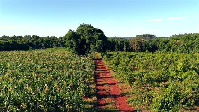 Red‑soil track running between a cornfield and rows of yerba mate plants, surrounded by lush vegetation and distant forest under a clear blue sky in rural Misiones province, northeastern Argentina