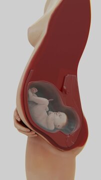 Video of pregnant woman cross-section with fetus inside the womb