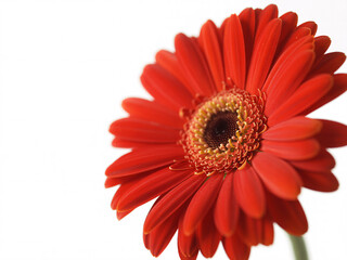 Vibrant red gerbera daisy portrait radiating warmth and beauty, perfect for spring greetings or cheerful designs, a symbol of joy and positive energy