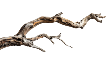 Gnarly Dead Tree Branch Against a White Background, Nature's Sculptural Art