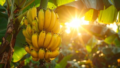 Ripe Banana Bunch Hanging on Tree in Tropical Garden