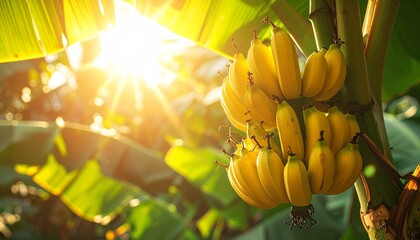Ripe Banana Bunch Hanging on Tree in Tropical Garden