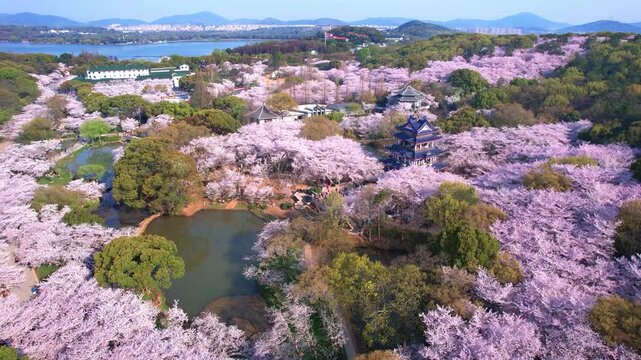 Wuhan East Lake ountain Cherry blossom Garden Spring Scenery
