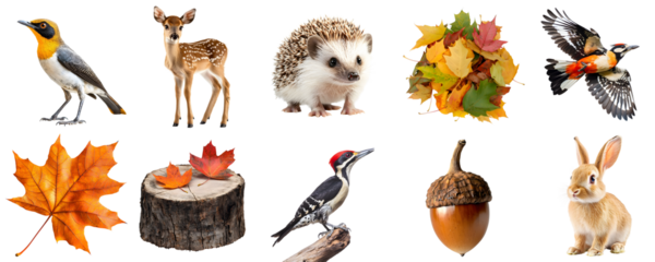 Large forest set of animals and objects isolated on transparent PNG background: bird, deer, hedgehog, autumn leaves, stump, woodpecker, acorn, rabbit