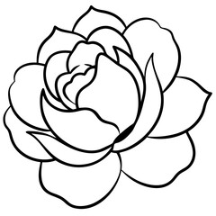 white rose isolated on white