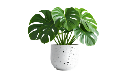 Healthy Monstera Deliciosa plant in a decorative pot on a white background, an indoor plant for home decor