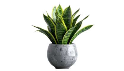 Stylish Sansevieria Plant in a Modern Concrete Pot, Isolated Against White Background