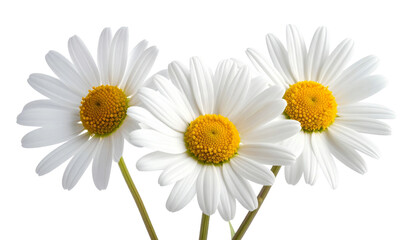 Fototapeta premium Close-up of three beautiful daisy flowers with white petals and yellow centers isolated on white