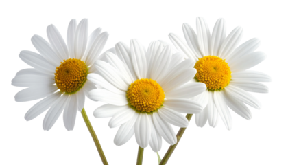 Close-up of three beautiful daisy flowers with white petals and yellow centers isolated on white