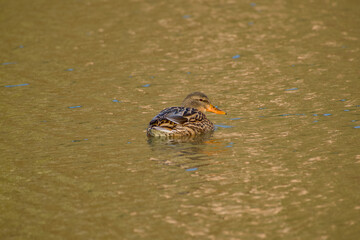 Mallard female (Anas platyrhynchos) swimming on calm water in warm sunlight