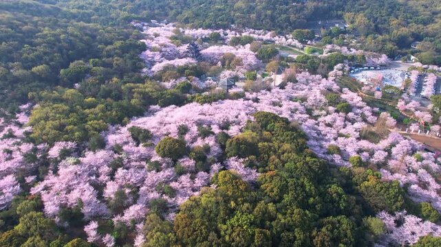 Wuhan East Lake ountain Cherry blossom Garden Spring Scenery