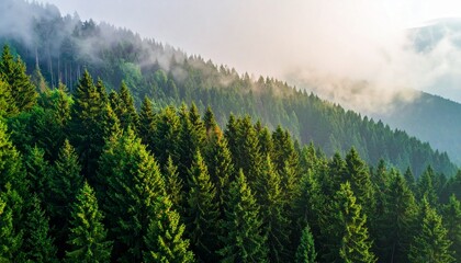 Mist rises over the green forest in the morning light creating a beautiful nature scene