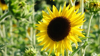 美しいヒマワリの花