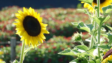 美しいヒマワリの花