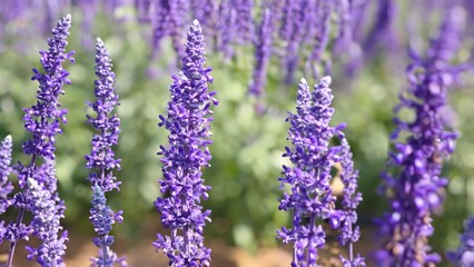 Purple lavender flowers bloom in field.