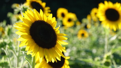 美しいヒマワリの花