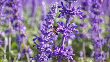 Bee pollinating purple lavender flowers.