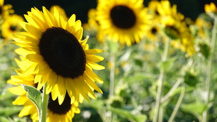 美しいヒマワリの花