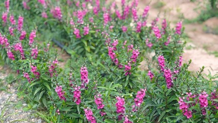 Obraz premium Angelonia angustifolia. Pink flower in garden.