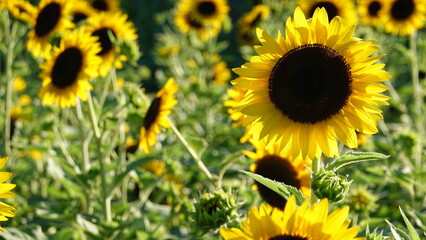 美しいヒマワリの花