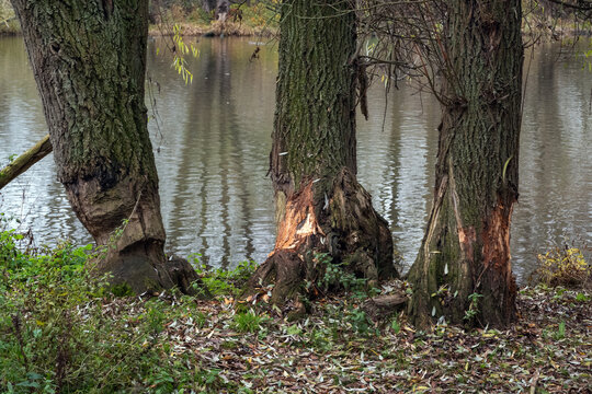 Traces of beavers in the flood forest of the new Eijsder Beemden nature reserve in winter, along the Maas river, a proven flood buffer for inland flood safety and habitat for beav