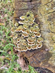brown mushrooms on tree 