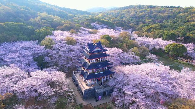 Wuhan East Lake ountain Cherry blossom Garden Spring Scenery