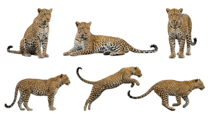 Collection of an african leopard in different poses, standing, lying, sitting, jumping and running, isolated on a transparent background