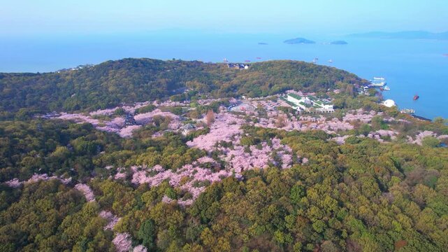 Wuhan East Lake ountain Cherry blossom Garden Spring Scenery