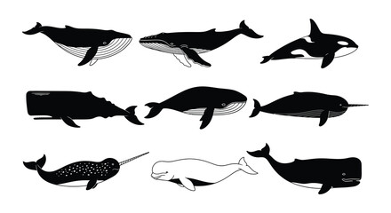 A collection of various whale species depicted in a minimalist black and white style