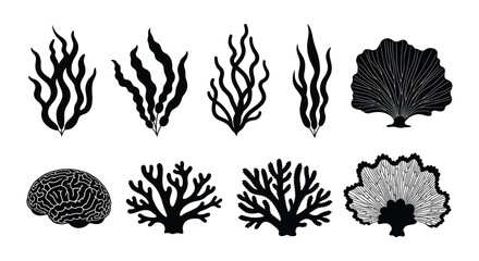 Black and white illustration of various seaweed and coral reef organisms