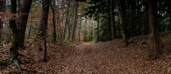 Fototapete Schlafzimmer Nature reserve: Leuvenumsebos, Gelderland province, The Neherlands  © HollandPhotostock.nl