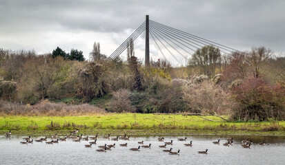 Cable stayed bridge of Lanaye (Liege, Belgium), seen from the Eijsder Beemden protected area on the Netherlands' side of the Maas river, in winter  in front a large group of wintering Canada geese © Roel