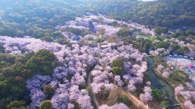 Wuhan East Lake ountain Cherry blossom Garden Spring Scenery