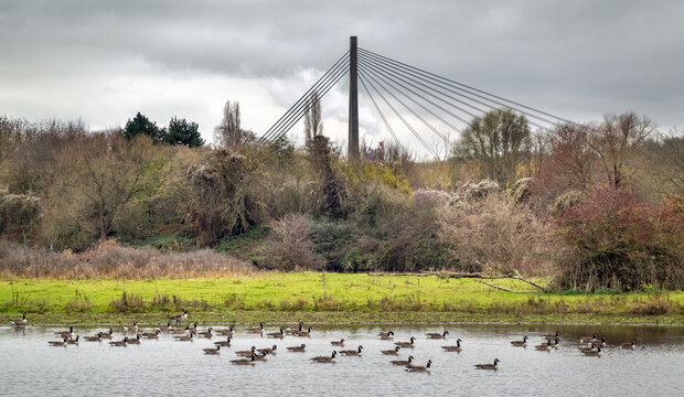 Cable stayed bridge of Lanaye (Liege, Belgium), seen from the Eijsder Beemden protected area on the Netherlands' side of the Maas river, in winter; in front a large group of wintering Canada geese
